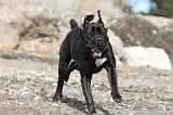 CANE CORSO 451
